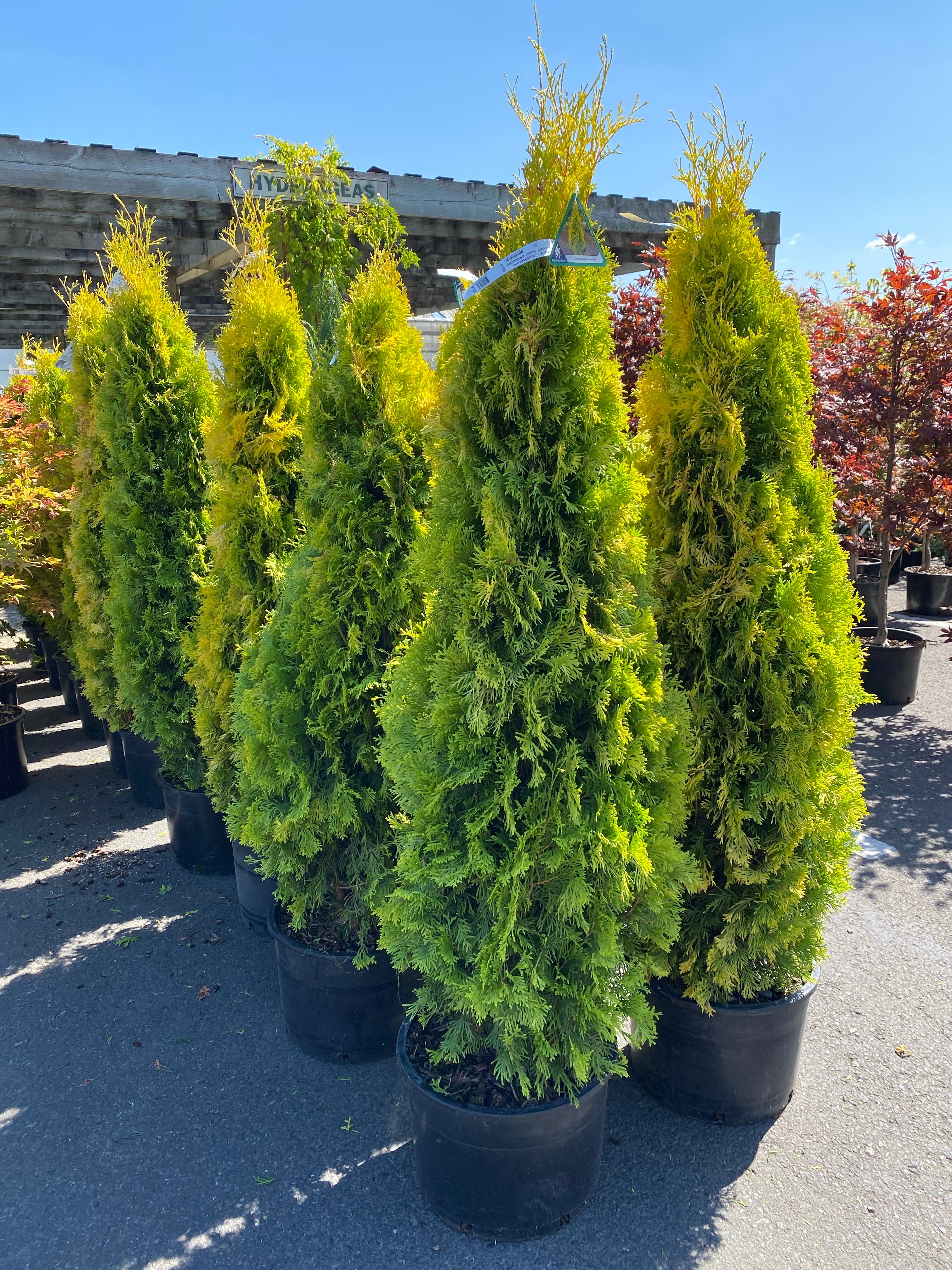 Arborvitae Jantar 'Amber Gold' 1G